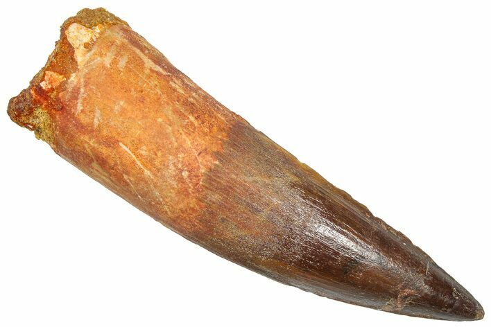 Fossil Spinosaurus Tooth - Real Dinosaur Tooth #361287